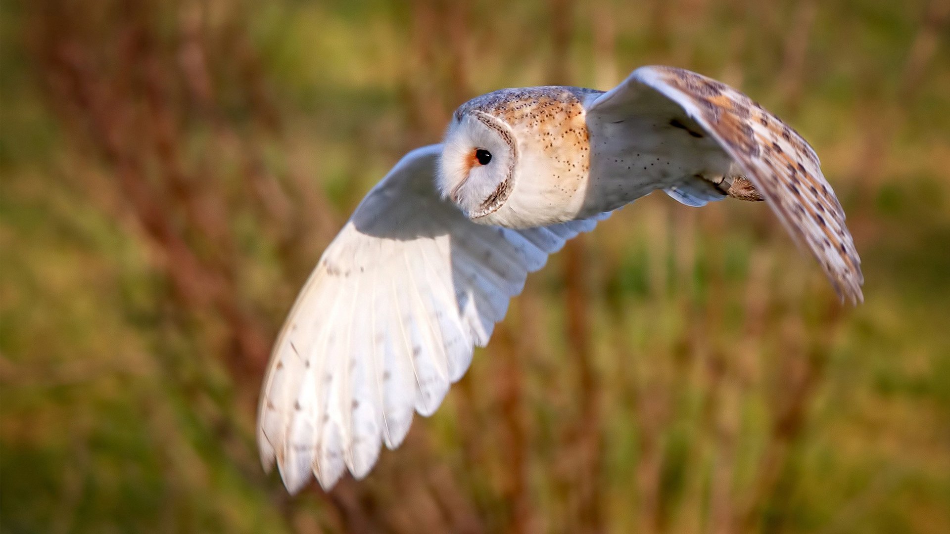 田径超级联赛激发地方竞技水平提升，田径联盟
